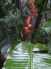 Heliconia