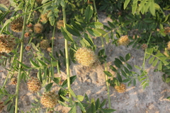 Glycyrrhiza echinata
