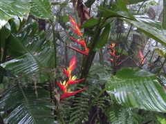 Heliconia