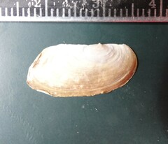 Utterbackia imbecillis