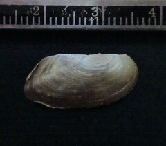 Utterbackia imbecillis