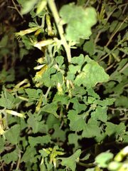 Brickellia californica