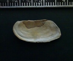 Utterbackia imbecillis