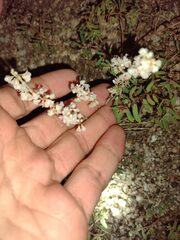 Eriogonum