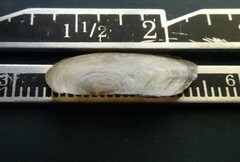 Utterbackia imbecillis