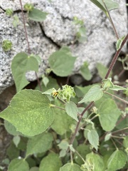 Abutilon abutiloides