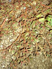 Portulaca oleracea