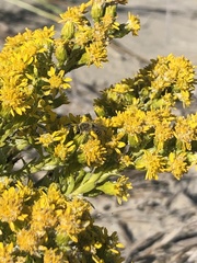 Colletes speculiferus