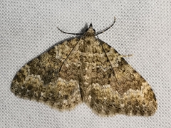 Coenotephria ablutaria