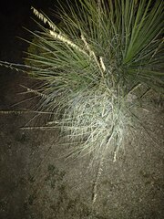 Bouteloua curtipendula