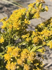 Colletes speculiferus