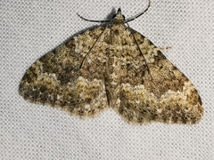 Coenotephria ablutaria