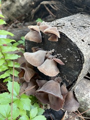 Auricularia