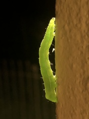 Chrysodeixis chalcites