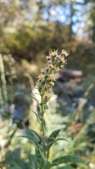 Artemisia douglasiana
