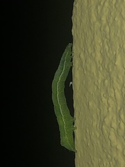 Chrysodeixis chalcites