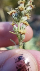 Artemisia douglasiana