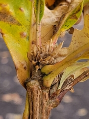 Andricus quercusfrondosus