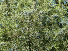 Juniperus virginiana