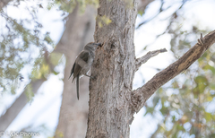 Colluricincla harmonica strigata