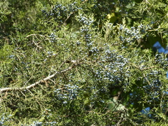 Juniperus virginiana