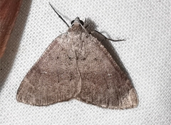 Pachycnemia tibiaria