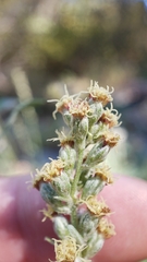 Artemisia douglasiana