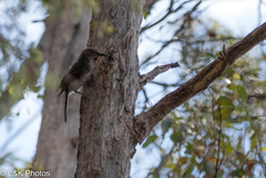 Colluricincla harmonica strigata