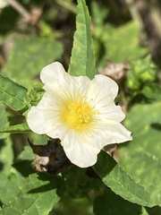 Sida rhombifolia