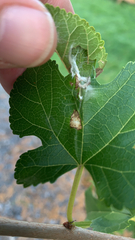 Glyphodes sibillalis