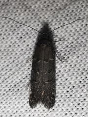 Xenolechia aethiops