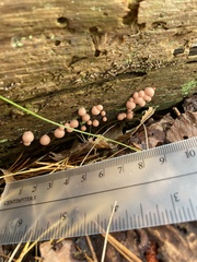 Lycogala epidendrum