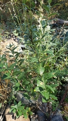 Artemisia douglasiana