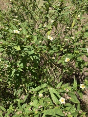 Sida rhombifolia