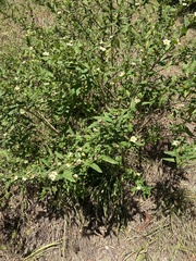 Sida rhombifolia