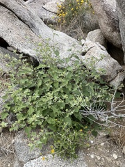 Abutilon abutiloides