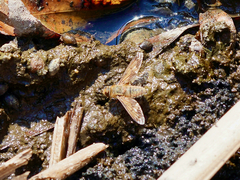 Poecilanthrax arethusa