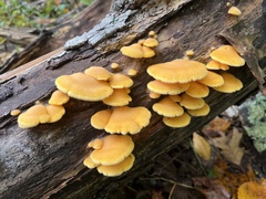 Phyllotopsis nidulans