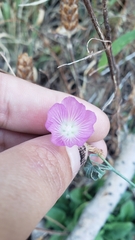 Sidalcea glaucescens