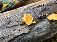 Phyllotopsis nidulans