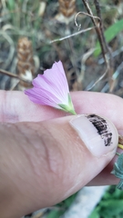 Sidalcea glaucescens