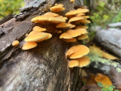 Phyllotopsis nidulans