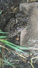 Crotalus polystictus
