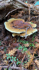 Phaeolus schweinitzii