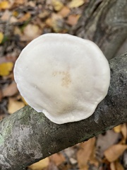 Tyromyces