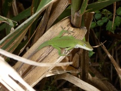 Anolis carolinensis