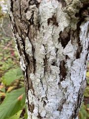 Lecanora thysanophora