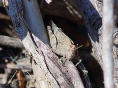 Lactista gibbosus