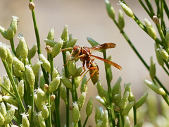 Polistes dorsalis californicus