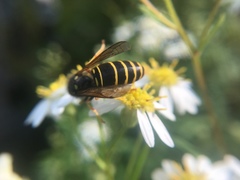 Vespula acadica